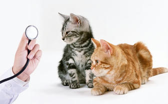 Protecting Your Furry Family: The Essential Guide to Pet Health Insurance in the USA